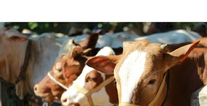 
IDUL ADHA PRESIDEN PRABOWO MANJAKAN GORONTALO DENGAN MEMBERIKAN BANTUAN KURBAN KEPADA TUJUH SAPI JUMBO